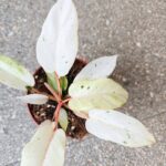 Filodendron / Philodendron Snowdrift - obrazek 13