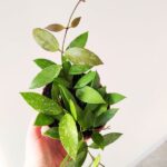 Hoya / Hoja Gracilis M - obrazek 2