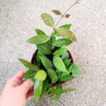 Hoya / Hoja Gracilis M - obrazek 4