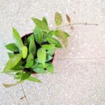 Hoya / Hoja Gracilis M - obrazek 3