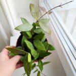 Hoya / Hoja Gracilis M - obrazek 7