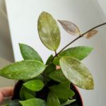 Hoya / Hoja Gracilis M - obrazek 8