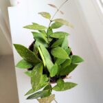 Hoya / Hoja Gracilis M - obrazek 9