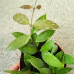 Hoya / Hoja Gracilis M