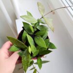 Hoya / Hoja Gracilis M - obrazek 11