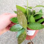 Hoya / Hoja Gracilis M - obrazek 12