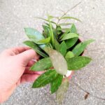 Hoya / Hoja Gracilis M - obrazek 6