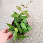 Hoya / Hoja Gracilis M - obrazek 5