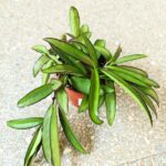 Hoja China Beans / Hoya wayeti - obrazek 9