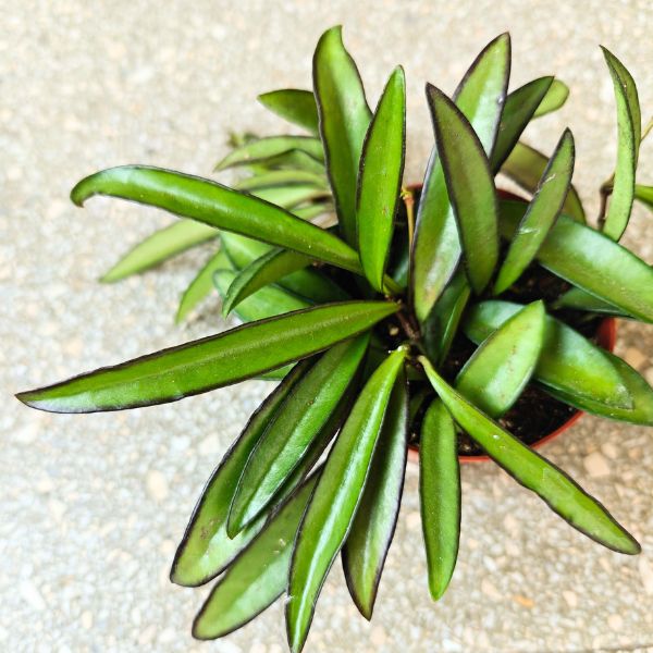 hoya hoja wayeti china beans (2) Hoja China Beans / Hoya wayeti - obrazek 1
