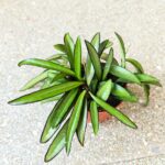 Hoja China Beans / Hoya wayeti - obrazek 8