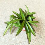 Hoja China Beans / Hoya wayeti - obrazek 10