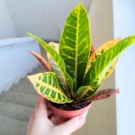 Codiaeum / kroton variegatum PETRA - obrazek 5