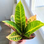 Codiaeum / kroton variegatum PETRA - obrazek 4