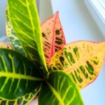 Codiaeum / kroton variegatum PETRA - obrazek 3