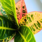 Codiaeum / kroton variegatum PETRA - obrazek 2