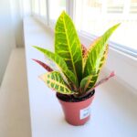 Codiaeum / kroton variegatum PETRA - obrazek 7