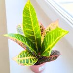 Codiaeum / kroton variegatum PETRA