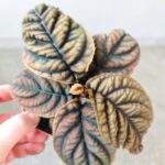 Labisia Vietnam - obrazek 8