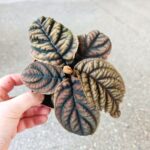 Labisia Vietnam - obrazek 9