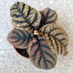 Labisia Vietnam - obrazek 11