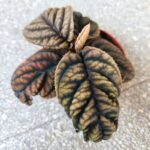 Labisia Vietnam - obrazek 6