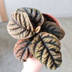 Labisia Vietnam - obrazek 5