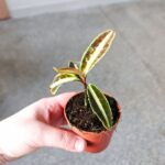 Labisia Jabi - obrazek 5