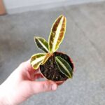 Labisia Jabi - obrazek 4