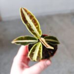 Labisia Jabi - obrazek 3