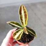 Labisia Jabi - obrazek 2