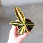 Labisia Jabi - obrazek 6