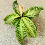 Labisia Japonica - obrazek 6