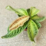 Labisia Japonica - obrazek 5