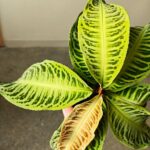 Labisia Japonica - obrazek 4