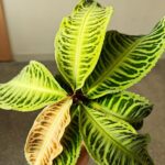 Labisia Japonica - obrazek 3