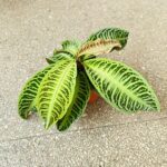 Labisia Japonica - obrazek 9