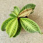 Labisia Japonica - obrazek 8