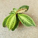 Labisia Japonica - obrazek 7