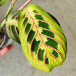 Maranta Fascinator Tricolor ms - obrazek 13