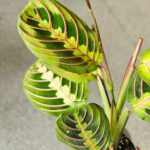 Maranta Fascinator Tricolor ms - obrazek 12