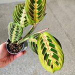 Maranta Fascinator Tricolor ms - obrazek 11