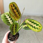 Maranta Fascinator Tricolor ms - obrazek 10