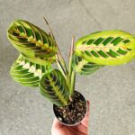 Maranta Fascinator Tricolor ms - obrazek 15