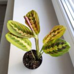 Maranta Fascinator Tricolor ms - obrazek 6