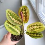 Maranta Fascinator Tricolor ms