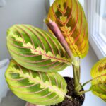 Maranta Fascinator Tricolor ms - obrazek 4