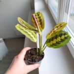 Maranta Fascinator Tricolor ms - obrazek 3