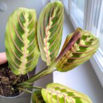 Maranta Fascinator Tricolor ms - obrazek 2