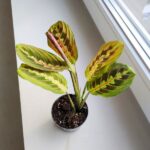 Maranta Fascinator Tricolor ms - obrazek 9